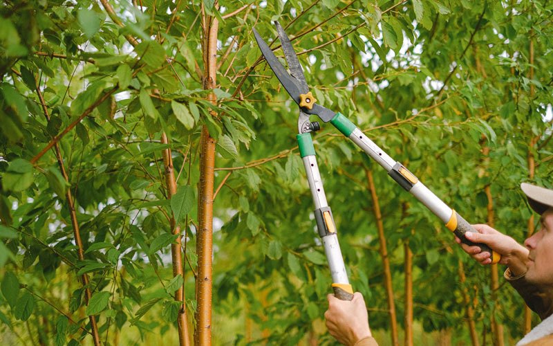 Tree trimming in Woodburn, OR